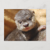 Briefkaart van de orphaned otter (Voorkant)