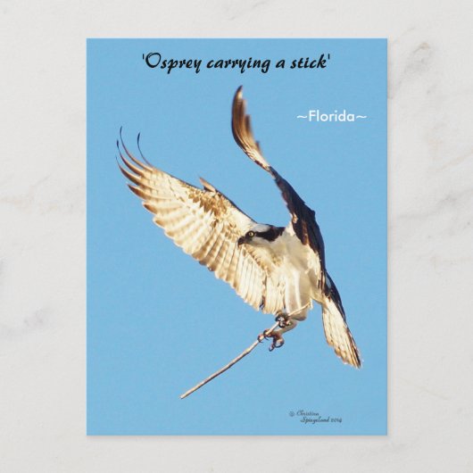 Briefkaart van de Osprey-vliegstick (Voorkant)