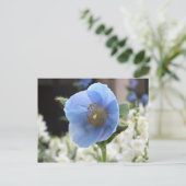 Briefkaart van de Papaver van Himalayan het Blauwe (Staand voorkant)