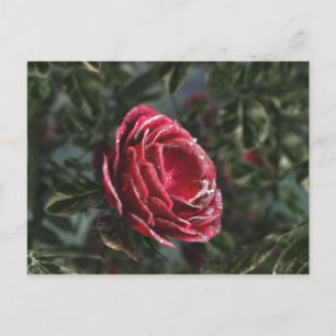 Briefkaart van de paringcadeaus van de winter