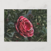 Briefkaart van de paringcadeaus van de winter (Voorkant)