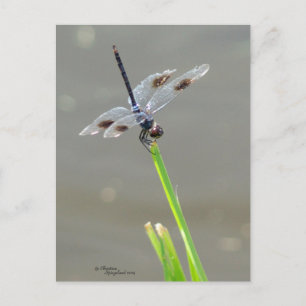 Briefkaart van de prachtige blauwe dragonfly