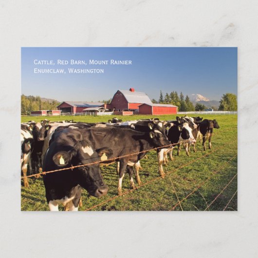 Briefkaart van de Rainier Cattle (Voorkant)