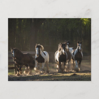 Briefkaart van de Rest Gypsy Vanner