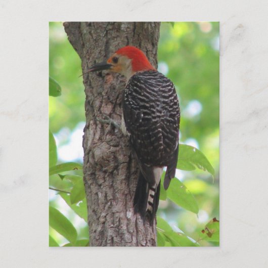 Briefkaart van de rode buik (Voorkant)