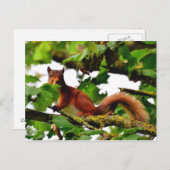 Briefkaart van de rode eekhoorn (Voorkant / Achterkant)