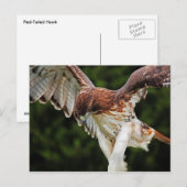 Briefkaart van de rode Hawk (Voorkant / Achterkant)