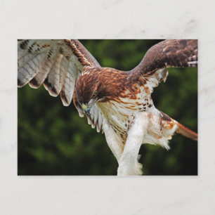 Briefkaart van de rode Hawk