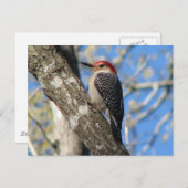 Briefkaart van de rode hond (Voorkant / Achterkant)