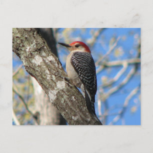 Briefkaart van de rode hond