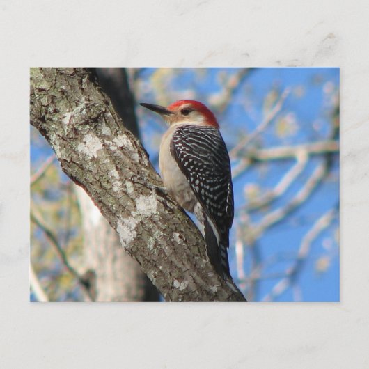 Briefkaart van de rode hond (Voorkant)