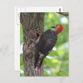 Briefkaart van de rode hond (Voorkant / Achterkant)