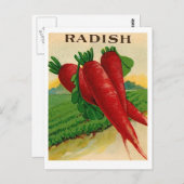 briefkaart van de  rode radijs (Voorkant / Achterkant)