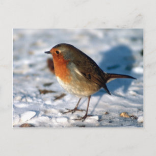 Briefkaart van de rode Robin
