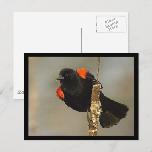 Briefkaart van de Rode-vleugel (Voorkant / Achterkant)