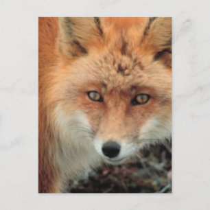 Briefkaart van de soort "Fox Species"
