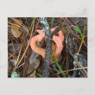 Briefkaart van de Stinkhorn-paddenstoel OBX