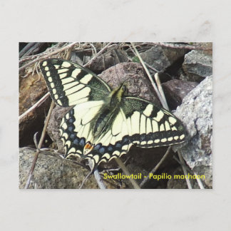 Briefkaart van de swallowtail Butterfly
