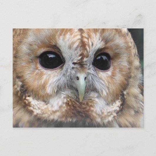 Briefkaart van de Tawny owl (Voorkant)