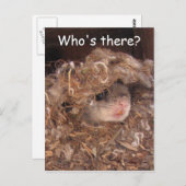 Briefkaart van de vliegende eekhoorn (Voorkant / Achterkant)