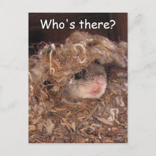 Briefkaart van de vliegende eekhoorn