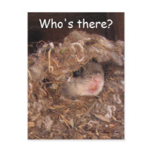 Briefkaart van de vliegende eekhoorn