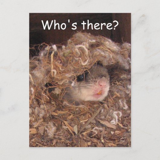 Briefkaart van de vliegende eekhoorn (Voorkant)