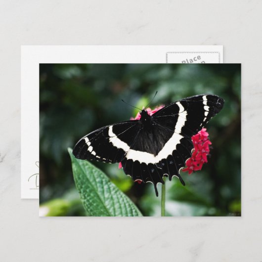 Briefkaart van de vlinderbloemlipop (Voorkant / Achterkant)