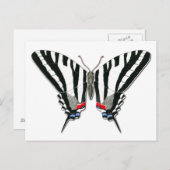 Briefkaart van de zebra Swallowtail Butterfly (Voorkant / Achterkant)
