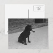 Briefkaart van de zwarte en witte fotodoekpijp (Voorkant / Achterkant)