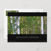 Briefkaart van Deur County Birch Trees (Voorkant / Achterkant)