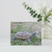 briefkaart van diamondback terrapin (Staand voorkant)