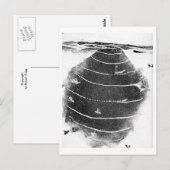 Briefkaart van dieren (Voorkant / Achterkant)