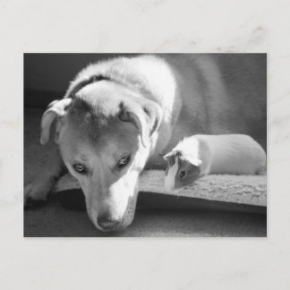 Briefkaart van Dog en Guinee