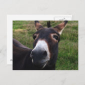 Briefkaart van Donkey glimlachen (Voorkant / Achterkant)