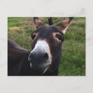 Briefkaart van Donkey glimlachen