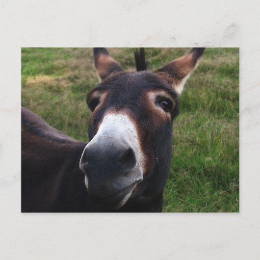 Briefkaart van Donkey glimlachen (Voorkant)