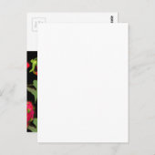 Briefkaart van drakenvruchten (Voorkant / Achterkant)