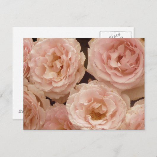 Briefkaart van edele Rozen (Voorkant / Achterkant)