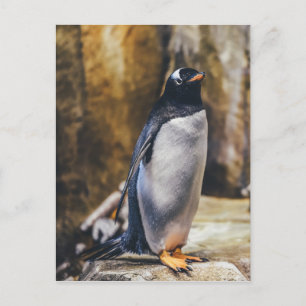 briefkaart van één pinguïn