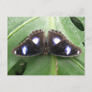 Briefkaart van een prachtig blauw gebotteld vlinde