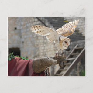 Briefkaart van een uil