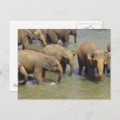 Briefkaart van Elephants (Voorkant / Achterkant)