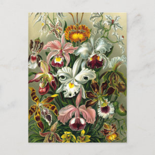 Briefkaart van Ernst Haeckel Orchidaceae