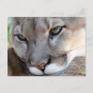 Briefkaart van Florida Panther (4071)