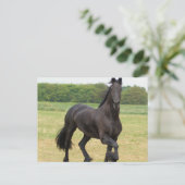 Briefkaart van Friesian Horse (Staand voorkant)