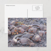 briefkaart van galapagos iguanas (Voorkant / Achterkant)