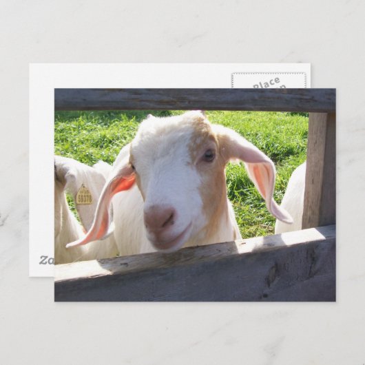 Briefkaart van geit (Voorkant / Achterkant)