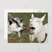 Briefkaart van geiten (Voorkant / Achterkant)