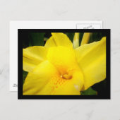 Briefkaart van gele kattenbloem (Voorkant / Achterkant)